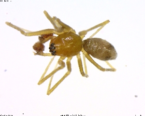  ( - BIOUG02361-D07)  @12 [ ] CreativeCommons - Attribution (2011) M. Alex Smith Centre for Biodiversity Genomics