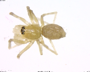  ( - BIOUG02361-D09)  @12 [ ] CreativeCommons - Attribution (2011) M. Alex Smith Centre for Biodiversity Genomics