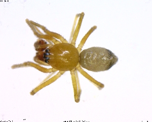  ( - BIOUG02361-D11)  @12 [ ] CreativeCommons - Attribution (2011) M. Alex Smith Centre for Biodiversity Genomics