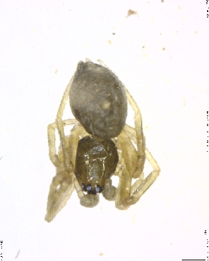  ( - BIOUG02684-A08)  @12 [ ] CreativeCommons - Attribution (2011) M. Alex Smith Centre for Biodiversity Genomics