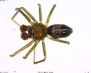  ( - BIOUG02685-F04)  @13 [ ] CreativeCommons - Attribution (2011) M. Alex Smith Centre for Biodiversity Genomics