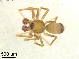  ( - BL-10540Y-B01)  @13 [ ] CreativeCommons - Attribution Non-Commercial Share-Alike (2016) Alex Smith University of Guelph