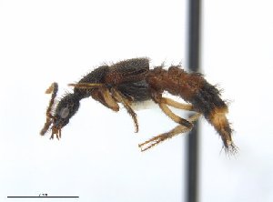  (Paederomimus - CCDB-25512-D09)  @14 [ ] CreativeCommons  Attribution Non-Commercial Share-Alike (2016) M. Alex Smith University of Guelph
