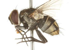  (Hyphantrophaga eliethcantillanoae - DHJPAR0007237)  @13 [ ] Unspecified (default): All Rights Reserved  Unspecified Unspecified