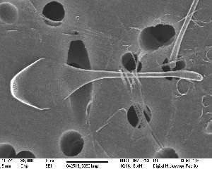  (Asterionellopsis thurstonii - IK_MTA430)  @11 [ ] CreativeCommons - Attribution Non-Commercial Share-Alike (2015) Jim Ehrman Mount Allison University