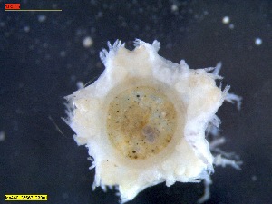  ( - IceAGE_37563_29)  @11 [ ] Unspecified (default): All Rights Reserved  Unspecified Unspecified