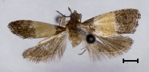  (Epinotia bicolor - ASTOR-11-0537)  @13 [ ] Unspecified (default): All Rights Reserved  Unspecified Unspecified