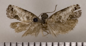  (Spilonota albitegulana - ASTOR-11-0654)  @11 [ ] Unspecified (default): All Rights Reserved  Unspecified Unspecified
