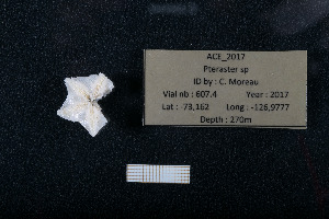  ( - ACE ASCCC 0607.4)  @11 [ ] Unspecified (default): All Rights Reserved  Unspecified Unspecified