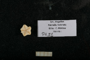 ( - Uni_Mag_PH31)  @11 [ ] Unspecified (default): All Rights Reserved  Unspecified Unspecified