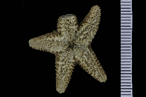  ( - PTK2_26.3)  @13 [ ] Unspecified (default): All Rights Reserved  Unspecified Unspecified