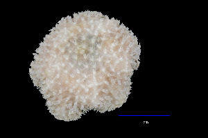  (Lophaster stellans - S142-MT3-9)  @11 [ ] Unspecified (default): All Rights Reserved  Unspecified Unspecified