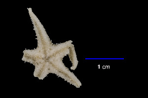  (Cheiraster sp - JR230_346.3)  @11 [ ] Unspecified (default): All Rights Reserved  Unspecified Unspecified