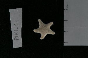  (Cycethra frigida - PTK1_4.1)  @11 [ ] Unspecified (default): All Rights Reserved  Unspecified Unspecified