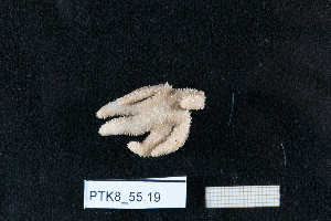  ( - PTK8_55.19)  @11 [ ] Unspecified (default): All Rights Reserved  Unspecified Unspecified