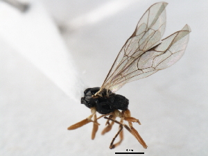  ( - 06-PROBE-4414)  @13 [ ] CreativeCommons - Attribution (2010) CBG Photography Group Centre for Biodiversity Genomics