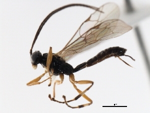  ( - 06-PROBE-4550)  @13 [ ] CreativeCommons - Attribution (2010) CBG Photography Group Centre for Biodiversity Genomics