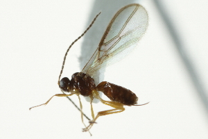  ( - 06-PROBE-4459)  @12 [ ] CreativeCommons - Attribution (2010) CBG Photography Group Centre for Biodiversity Genomics