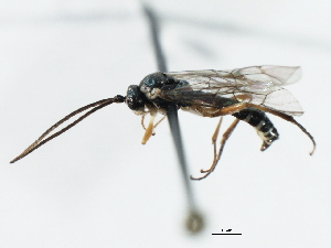  ( - 07PROBE-21472)  @13 [ ] CreativeCommons - Attribution (2009) CBG Photography Group Centre for Biodiversity Genomics
