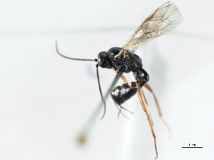  ( - 07PROBE-21477)  @13 [ ] CreativeCommons - Attribution (2009) CBG Photography Group Centre for Biodiversity Genomics