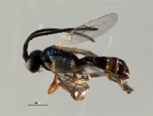  ( - 07PROBE-21503)  @13 [ ] CreativeCommons - Attribution (2009) CBG Photography Group Centre for Biodiversity Genomics