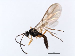  ( - 07PROBE-21859)  @13 [ ] CreativeCommons - Attribution (2009) CBG Photography Group Centre for Biodiversity Genomics