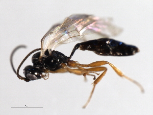  ( - 07PROBE-21954)  @13 [ ] CreativeCommons - Attribution (2009) CBG Photography Group Centre for Biodiversity Genomics