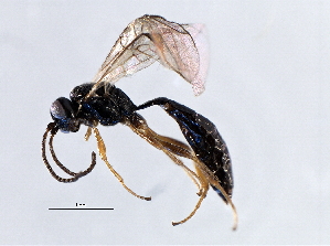  ( - 07PROBE-21993)  @13 [ ] CreativeCommons - Attribution (2009) CBG Photography Group Centre for Biodiversity Genomics