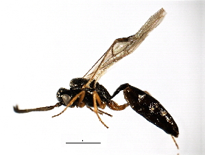  ( - 07PROBE-22070)  @13 [ ] CreativeCommons - Attribution (2009) CBG Photography Group Centre for Biodiversity Genomics