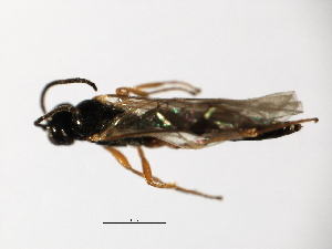  ( - 07PROBE-22082)  @13 [ ] CreativeCommons - Attribution (2009) CBG Photography Group Centre for Biodiversity Genomics