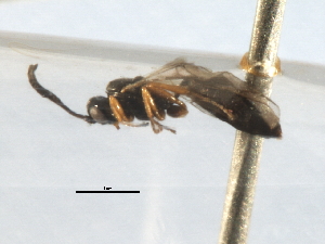  ( - 07PROBE-22116)  @13 [ ] CreativeCommons - Attribution (2009) CBG Photography Group Centre for Biodiversity Genomics