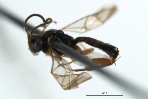  ( - 07PROBE-23057)  @12 [ ] CreativeCommons - Attribution (2009) CBG Photography Group Centre for Biodiversity Genomics