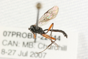  ( - 07PROBE-22744)  @13 [ ] CreativeCommons - Attribution (2009) CBG Photography Group Centre for Biodiversity Genomics