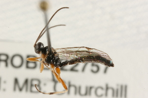  (Polysphincta limata - 07PROBE-22757)  @13 [ ] CreativeCommons - Attribution (2009) CBG Photography Group Centre for Biodiversity Genomics