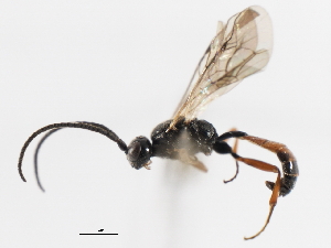  ( - 07PROBE-23604)  @13 [ ] CreativeCommons - Attribution (2010) CBG Photography Group Centre for Biodiversity Genomics