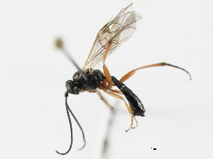  ( - 07PROBE-23621)  @13 [ ] CreativeCommons - Attribution (2010) CBG Photography Group Centre for Biodiversity Genomics