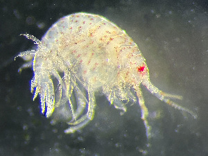  ( - HMSC174_01016)  @11 [ ] by-nc-sa  Unspecified Huntsman Marine Science Centre