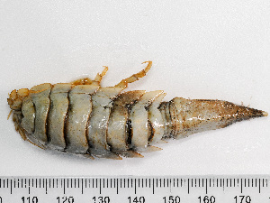 ( - HMSC174-01433)  @11 [ ] by-nc-sa  Unspecified Huntsman Marine Science Centre