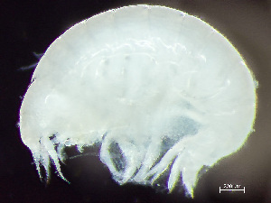  ( - HMSC174_01871)  @11 [ ] by-nc-sa  Unspecified Huntsman Marine Science Centre