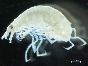  ( - HMSC174_01900)  @11 [ ] by-nc-sa  Unspecified Huntsman Marine Science Centre