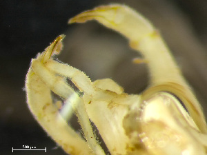  (Nymphon grossipes - HMSC174_02141)  @11 [ ] by-nc-sa  Unspecified Huntsman Marine Science Centre