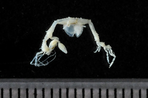  ( - HMSC174_02146)  @11 [ ] by-nc-sa  Unspecified Huntsman Marine Science Centre
