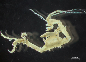  ( - HMSC174_02151)  @11 [ ] by-nc-sa  Unspecified Huntsman Marine Science Centre