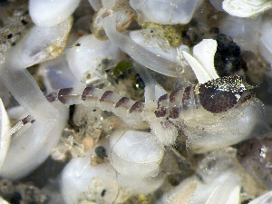  ( - HMSC174_02173)  @11 [ ] by-nc-sa  Unspecified Huntsman Marine Science Centre