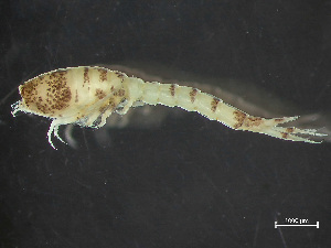  ( - HMSC174_02177)  @11 [ ] by-nc-sa  Unspecified Huntsman Marine Science Centre