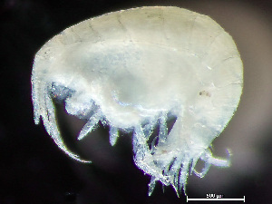  (Stenula invalida - HMSC174_02343)  @11 [ ] by-nc-sa  Unspecified Huntsman Marine Science Centre