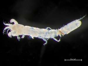  (Parakanthophoreus - HMSC174_02450)  @11 [ ] by-nc-sa  Unspecified Huntsman Marine Science Centre