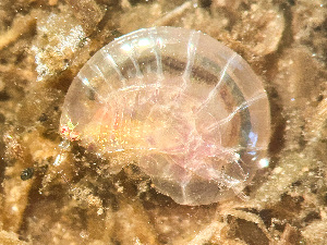  ( - HMSC174_02984)  @11 [ ] by-nc-sa  Unspecified Huntsman Marine Science Centre