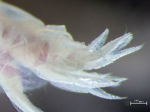  ( - HMSC174_02984)  @11 [ ] by-nc-sa  Unspecified Huntsman Marine Science Centre