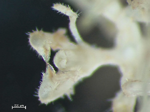  ( - HMSC174-03183)  @11 [ ] by-nc-sa  Unspecified Huntsman Marine Science Centre